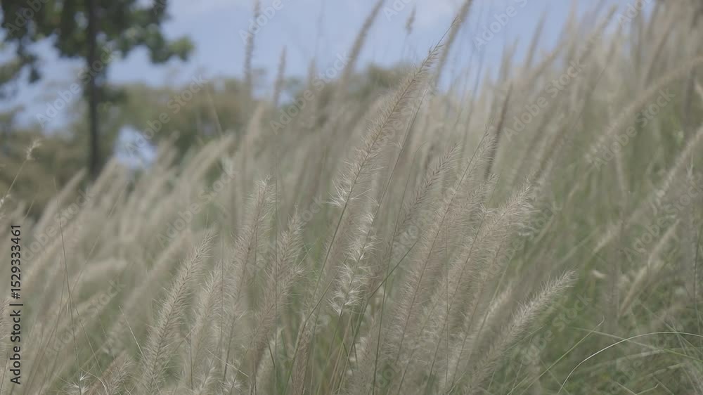 Poster shot close up of wild cogon grass swaying gently in the breeze, canon eos r c-log color 8bits