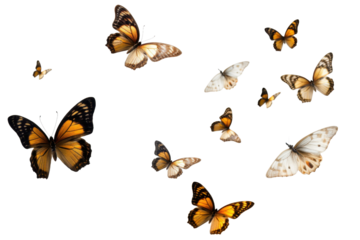 Colorful butterflies flying in nature insects in motion bright garden setting aerial view beauty of wildlife Transparent background