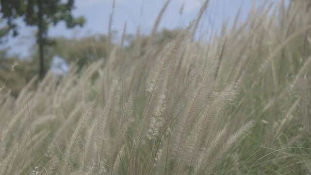 shot close up of wild cogon grass swaying gently in the breeze, canon eos R c-log color 8bits