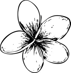 This striking black-and-white illustration depicts a frangipani flower with layered petals and a soft center, embodying tropical allure. Ideal for floral tattoos, nature decor, or design projects, 