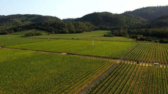 Drone angled dolly across tidy vineyard rows and tree lined estate at Napa winery grounds