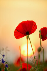 Beautiful blooming red poppy flower on a summer field at sunrise. Close-up, soft warm golden sunlight in the background. Delicate petals glowing in the morning light. Nature, beauty, tranquility.
