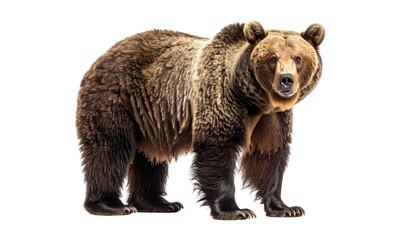 A grizzly bear standing on all fours, mouth slightly open, isolated on transparent background, realistic fur details, high clarity