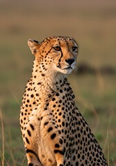 Fototapeta premium A sleek cheetah scans the savannah with piercing focus—Africa’s fastest predator poised in elegance, speed, and raw power.