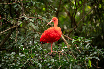 Scarlet ibis (Eudocimus ruber) Standing on Tree Bark in Natural Habitat