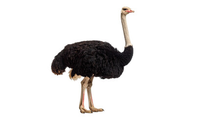 ostrich isolated on transparent background