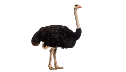 ostrich isolated on transparent background