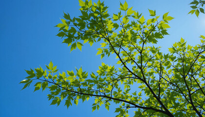 Obraz premium green leaves on blue sky,tree sky nature in the background.