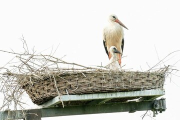 Storks in a Nest on a Platform