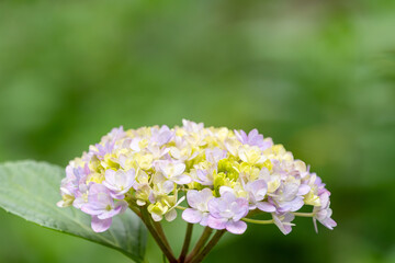 淡黄と薄紫のアジサイがふんわり咲く緑の背景