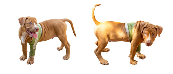 Rhodesian Ridgeback puppy with injured leg in cast, isolated on white background, studio shot.