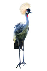 Grey Crowned Crane (Balearica regulorum) isolated on white background