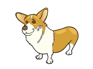 A Happy Corgi Dog Standing On Two Legs Smiling