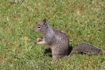 Squirrel eating a walnut on a meadow with green grass