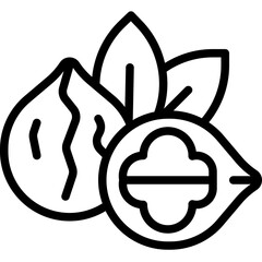 vector illustration of a walnut