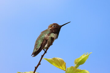 a bird on a branch of a tree in nature.Female Ruby-throated Hummingbird perched on a twig