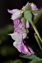 A flower crab spider lies in wait under a dried tea rose flower.  Misumena. Insects. Wildlife.