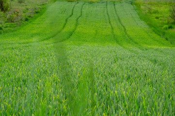 Lush green wheat plants cover the landscape, growing in tidy rows with rolling hills in the background during a sunny spring day