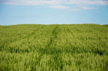 Lush green wheat field creates a serene landscape against a vibrant blue sky, showcasing the beauty of rural farming life