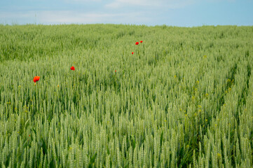 Bright red flowers stand out in a vast green wheat field under a clear blue sky, showcasing nature's beauty on a sunny day