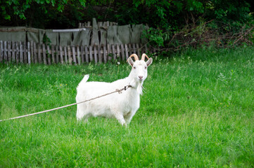 Obraz premium White goat with horns enjoys a grassy area while being held on a leash in an outdoor setting, surrounded by greenery