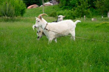 Obraz premium Two goats are enjoying their time in a vibrant green meadow, surrounded by trees and a peaceful landscape during daytime
