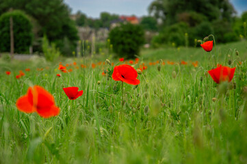 Bright red poppies flourish across a grassy landscape, creating a stunning visual against a...