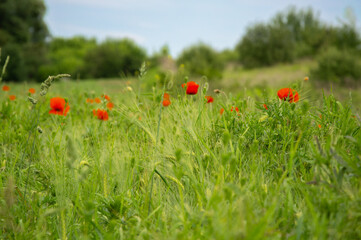 Bright red poppies stand out against the green grass in a sunny field, creating a beautiful natural landscape during summer