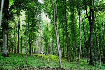 Obraz premium green forest in the morning