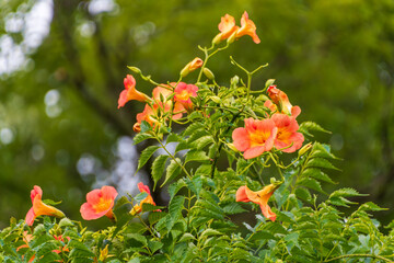 ノウゼンカズラのオレンジの花が咲く夏の風景