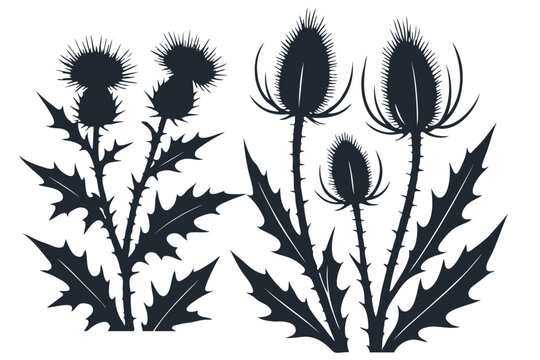 Dark silhouettes of thistle and teasel plants, iconic spiky flora. Botanical vector illustration. Perfect for nature, emblems, or Scottish themes.