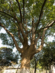 Towering Canopy of a Majestic Tree in Lush Greenery