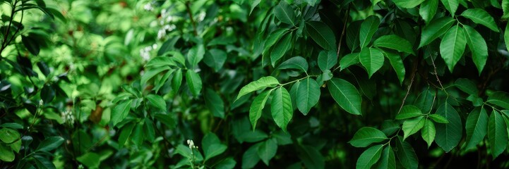 Close - up of vibrant green leaves with varied shades, bathed in soft sunlight. Dense, lush foliage creates a serene, refreshing natural backdrop, ideal for themes of growth, tranquility.