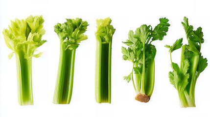 Fresh Celery Stalks and Slices Isolated on White Background