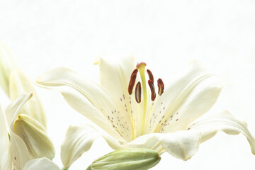 百合の白い花を白背景でマクロ撮影08