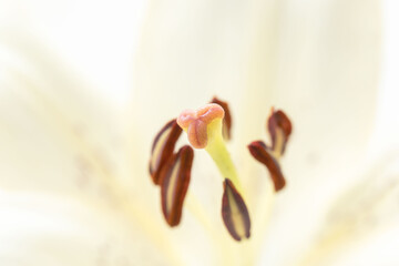 百合の白い花を白背景でマクロ撮影20