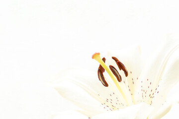 百合の白い花を白背景でマクロ撮影31