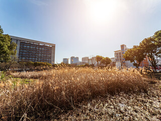 A Serene Urban Oasis: Nature Amongst Modern Architecture in Bright Daylight