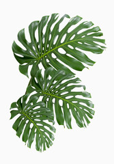 green leaves of monstera deliciosa plant isolated on white background