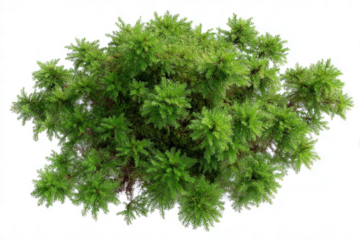 parsley isolated on transparent background