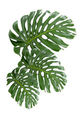 monstera deliciosa green giant leaves isolated