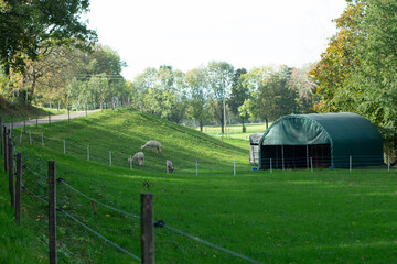 Charming pastoral landscape features grazing sheep in a vibrant green field near a peaceful shelter and winding country road surrounded by trees