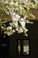 flowers in the window