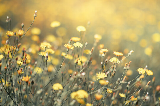 Yellow daisy flowers with green shallow depth of field. Beautiful daisy flowers in nature.