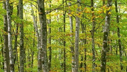Obraz premium Autumn Beech Forest with Green Canopy.