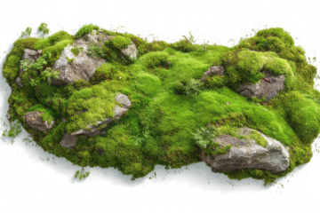 Green moss growing on a white background, flat lay, isolated on a transparent background