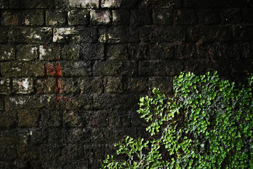green moss on stone brick wall