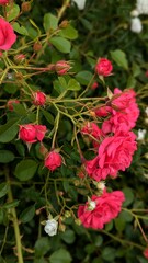 Vibrant summer flowers with green foliage. Romantic floral background with lush rose blossoms.