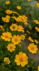 Obraz premium Bright yellow flowers of Coreopsis (Coreopsis) close-up.