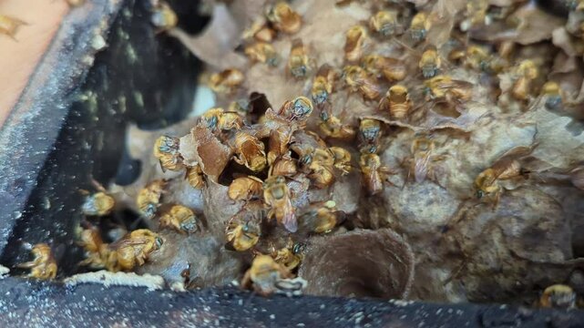 A homemade beehive is being opened by a person